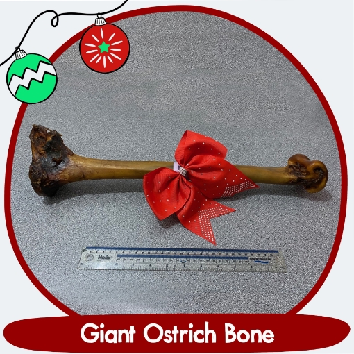 image of giant ostrich 'caveman' bone