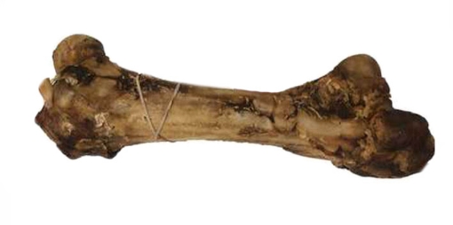 Picture of Ostrich Dino Bone
